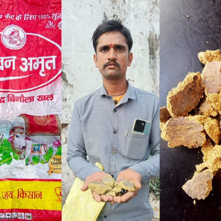 खालवा में पशुपालकों को बेचा नकली पशु आहार:सस्ते दाम का लालच देकर की ठगी; पशुओं ने सूंघकर नहीं खाना तो हुआ खुलासा